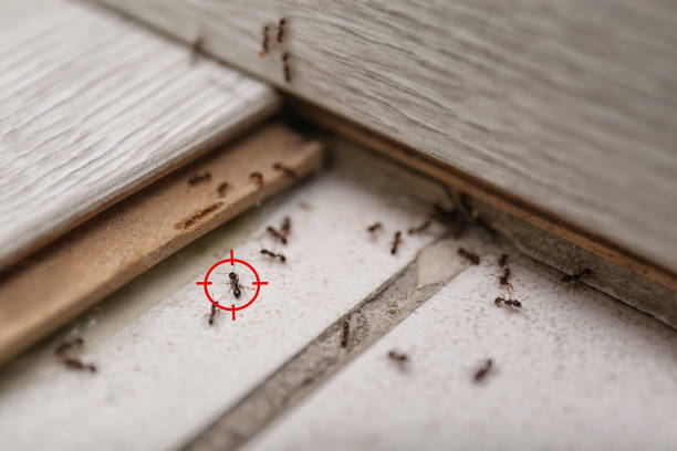 Best Termite Control Services  in Owosso, MI